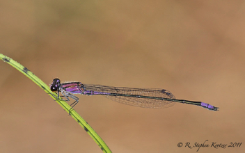 Enallagma cardenium, male